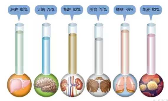 人体主要器官含水量占比(2).jpg